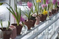 世界上最美的花 最漂亮的十种花(2024年最新排名前十榜单)