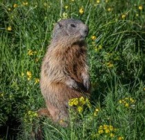 世界上最奇特的动物，雌雄同体长着哭脸的鱼