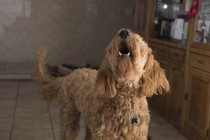 狗子四肢交替和小便根部痒，为何会这样？该咋办？