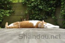 猫咪乳房周围有疙瘩是怎么回事？猫咪乳房周围有疙瘩该用什么办法？