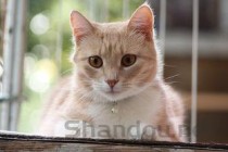 猫咪呕吐黏糊糊的猫粮是何原因？该怎么处理？