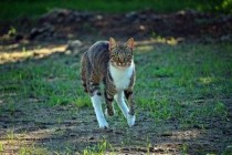 猫咪高处摔落后抽搐是什么原因？猫咪高处摔落后抽搐该怎么解决？