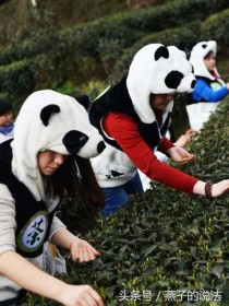 中国最贵的茶叶排名中国最出名的茶叶排名最贵的茶叶十大排名价格是多少