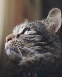 猫咪嘴唇肿了是怎么回事？猫咪嘴唇肿了该用什么办法？