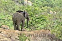 世界上十大最珍稀猴子，山魈的体型全球最大