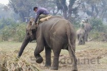 中国最受欢迎的十大动物园，长隆野生动物世界上榜