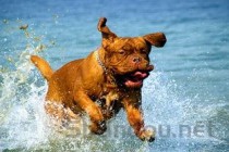 猫咪打喷嚏呕吐是何原因？猫咪打喷嚏呕吐该怎么处理？