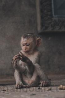 世界上最大的狮子，开普狮体型如同大象（体重420公斤）