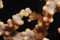 世界上毒的十大海洋动物 等指海葵上榜，蓝环章鱼排名第二