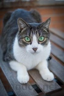 狗狗后腿有一个疙瘩是什么原因？狗狗后腿有一个疙瘩该怎么处理才对？