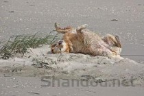 猫咪咳嗽打喷嚏是什么原因导致的？猫咪咳嗽打喷嚏该用什么办法？