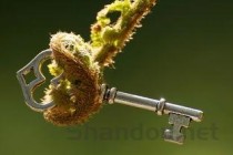 世界上尾巴最长的猴子：尾巴可长达75厘米