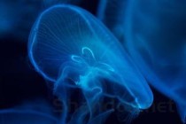 世界上最罕见的5种蛇，蓝血蛇价格在500万左右