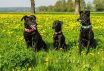 狗狗眼睛肿了的缘由何在？狗狗眼睛肿了该怎么办？