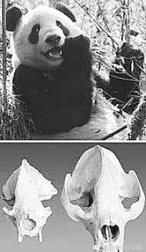 中国最古老头骨,中国出土过长头骨吗