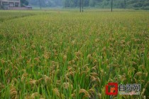 中国最原始南稻我国农业起源有南稻北粟的说法粟指的？蚂蚁庄园