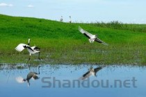 世界上十大唱歌好听的鸟 好听的鸟叫排名