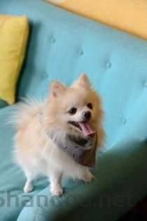 狗狗嘴下嘴唇长了一排疙瘩是咋回事？该咋办？