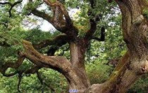 中国最古老的树在哪（中国最老的树）