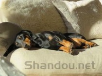 狗狗右前腿睡觉抽搐呼吸急促是什么原因？要吃药吗？