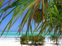 世界上最长寿的鹦鹉，寿命长达104岁