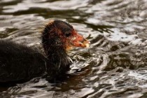 2024年盘点十大最笨的动物 世界上最蠢的动物排行