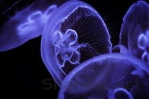 世界上最长寿的动物排行 灯塔水母可以长生不老(2024年最新排名前十榜单)