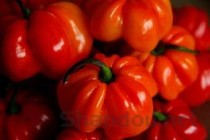 世界上最辣的辣椒是哪种 美国培育超级辣椒因辣不能食用