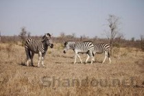 世界上最大的鸟，高达3米，却因是恐龙后代惨遭灭绝