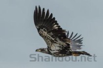 世界上飞的最高的鸟TOP10 黑白兀鹫可以翱翔万米高空(2024年最新排名前十榜单)