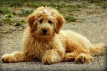 猫咪肛门处有小肉球是何原因？要怎么改善？