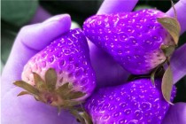 世界上最柔软纯白西瓜（世界上最柔软纯白西瓜品种）