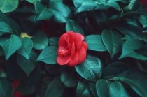 世界上最稀有的蝴蝶，玫瑰水晶眼蝶很罕见