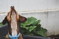 狗狗肠鸣挑食没吃东西是啥情况？狗狗肠鸣挑食没吃东西要怎么应对？