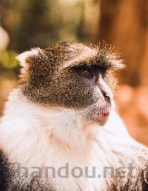 世界上寿命最长的十种鸟 葵花凤头鹦鹉能活80年(2024年最新排名前十榜单)