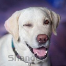 2017年世界上最受欢迎的狗品种 拉布拉多犬排第一(2024年最新排名前十榜单)