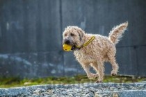幼猫拉的黄色稀便是怎么回事？幼猫拉的黄色稀便该如何是好？