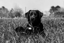 世界上十大最丑的狗 墨西哥无毛犬腿细短皮肤皱巴