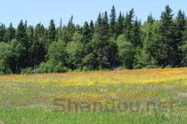 世界十大最著名的草原 世界上最大的草原是哪个