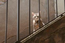 猫咪五处地方脱毛有挠破的现象该如何是好？