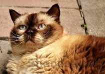 世界上最聪明的猫排行,2024最新排名前十名对比