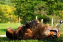 狗狗上完厕所回来大喘气是啥情况？要怎么弄？