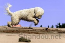 狗狗有一点点抽搐抖抖的感觉，为何会这样？要怎么应对？