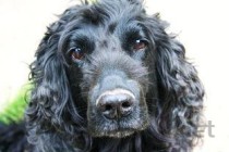 世界上最可爱的狗排行榜,2024最新排名前十名对比