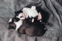 世界上最脆弱的婴儿，世界上最脆弱的动物是谁