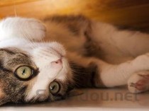 猫咪脸烂了是啥情况？猫咪脸烂了该怎么解决？