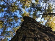 世界上最浪漫的树，夫妻树(牺牲自己供给养料)