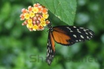 世界上最大的螃蟹是什么蟹——杀人蜘蛛蟹