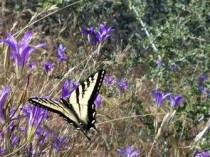 世界上最毒的生物：贝尔彻海蛇是最毒的蛇