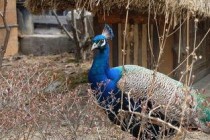 中国最珍贵野生食用菌的简单介绍